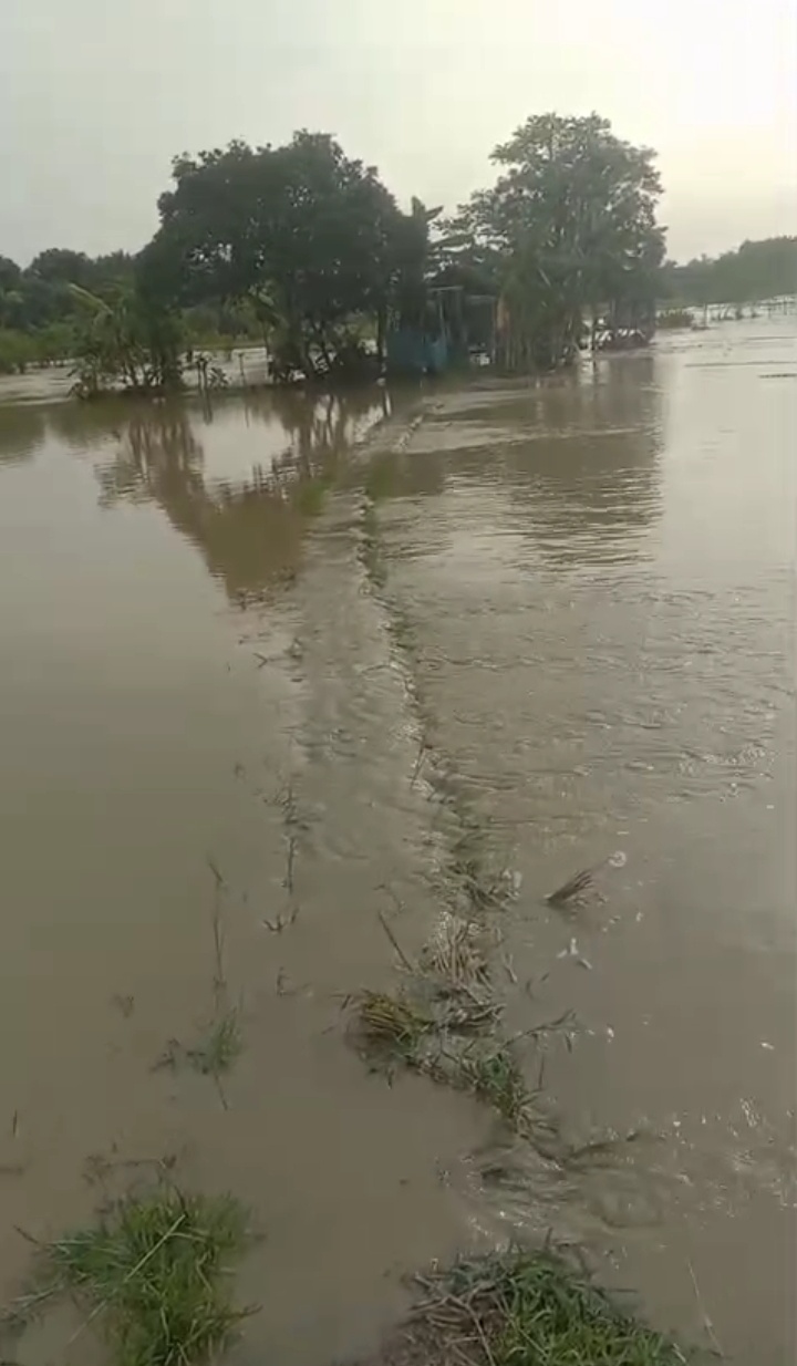 Puluhan hektar lahan sawah di wilayah Gresik Utara, tepatnya di Desa Cangaan dan Ngimboh, Kecamatan Ujungpangkah, terendam banjir, Rabu (16/4/2025)