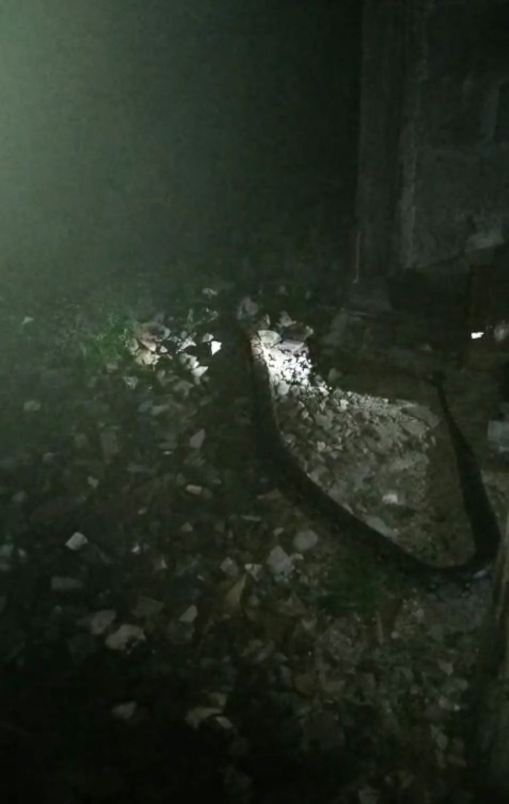 EVAKUASI : Petugas Damkarla Gresik saat melakukan evakuasi ular di rumah warga di Jalan Harun Tohir, Gang 46, Kelurahan Sidorukun, Kecamatan Gresik.