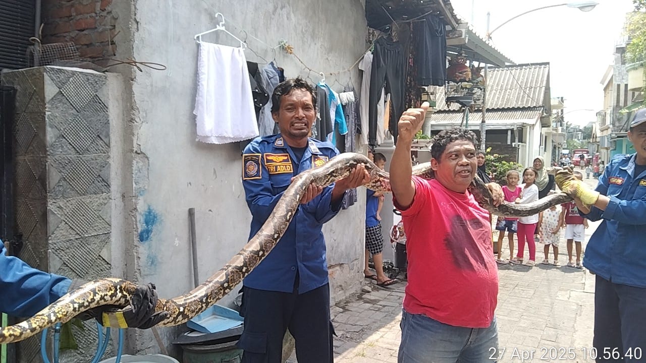 DIEVAKUASI : Anggota Damkarla Gresik saat melakukan ular piton berukuran besar dan panjang di saluran air rumah warga di Kelurahan Kebomas, Kecamatan Kebomas, Gresik.