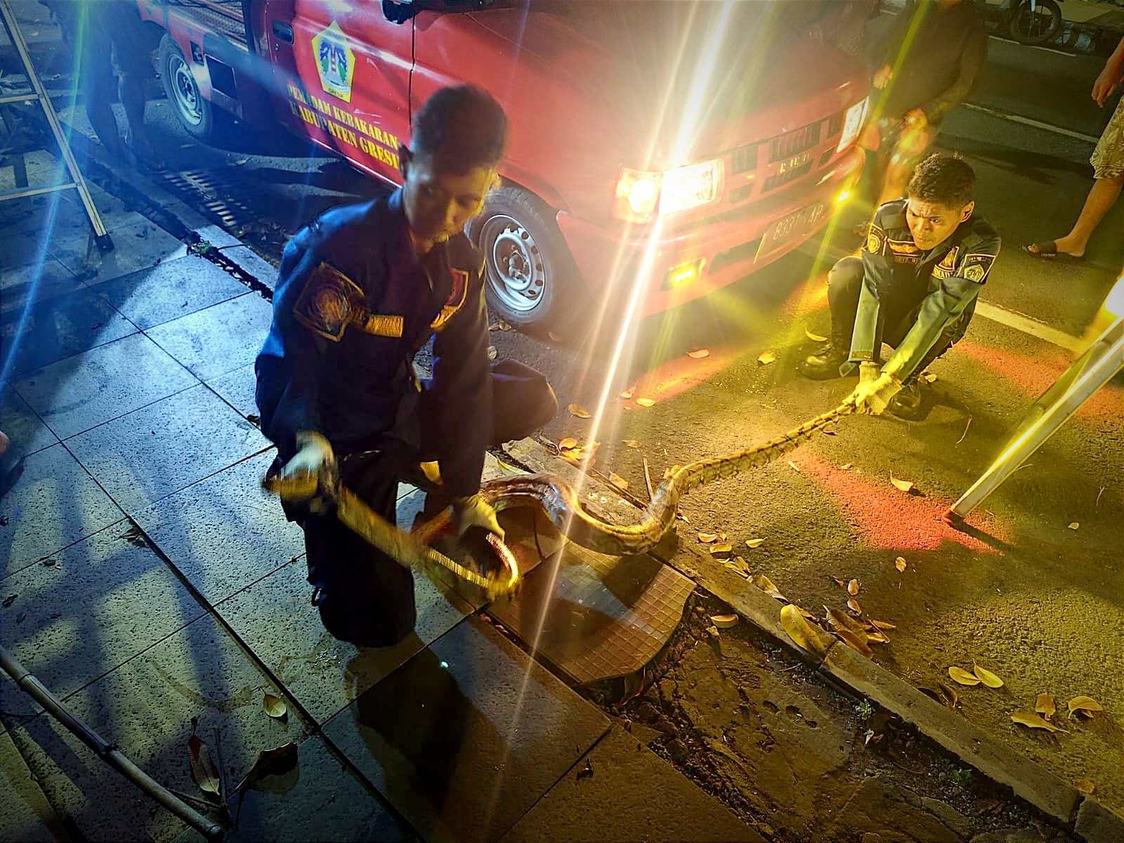 DIEVAKUASI : Petugas Damkarla Gresik saat melakukan evakuasi ular piton di halaman ruko di Jalan Panglima Sudirman, Kecamatan Kebomas, Gresik.