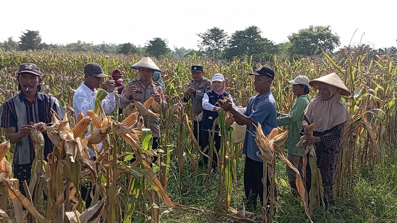 PANEN JAGUNG : Kapolsek Cerme Iptu Andik Asworo bersama UPT Pertanian, dan Pemdes Sukoanyar saat melakukan panen jagung, Desa Sukoanyar, Kecamatan Cerme.