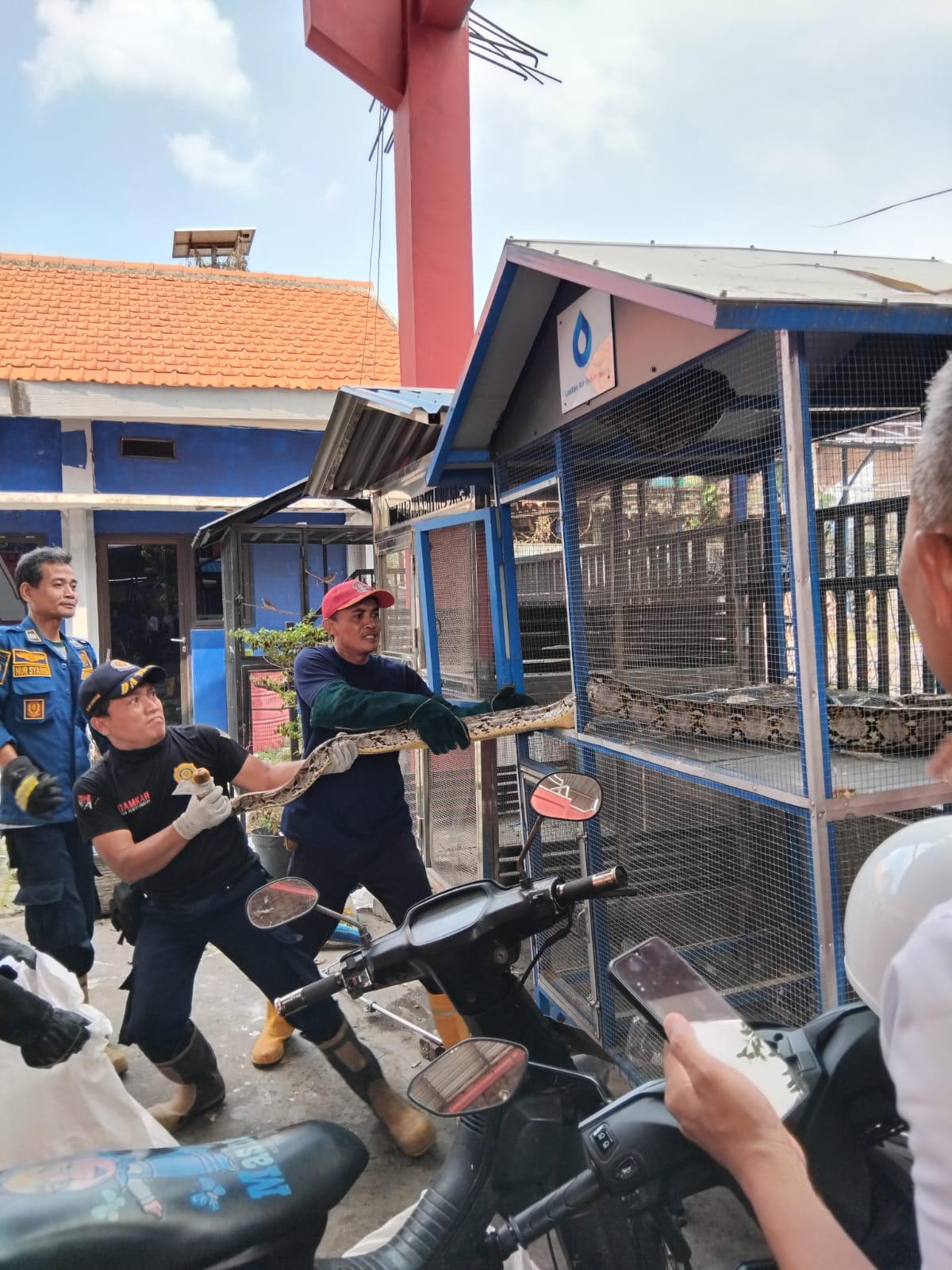 EVALUASI: Petugas Damkarla Kabupaten Gresik menyerahkan puluhan hewan liar hasil evakuasi kepada Balai Besar Konservasi Sumber Daya Alam (BBKSDA) Jawa Timur.