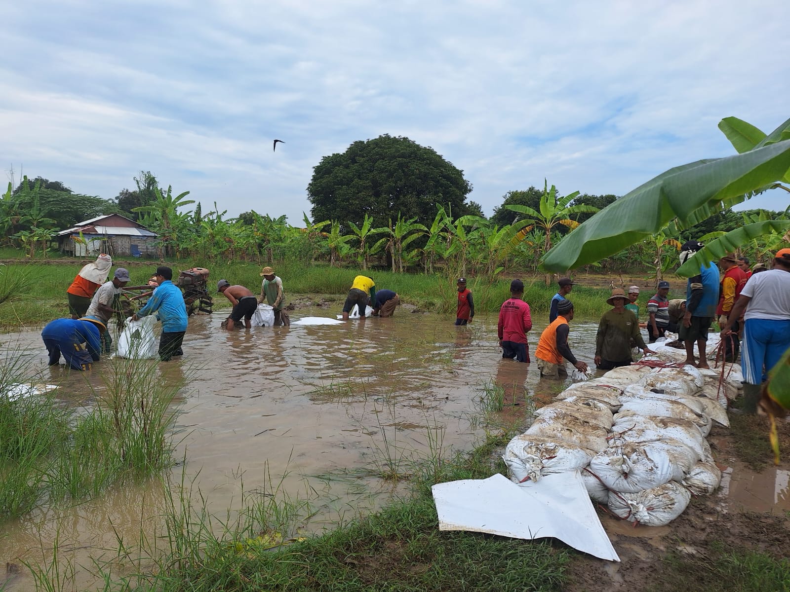 Gotong Royong : Warga Bungah Gresik membangun tanggul darurat imbas luapan air Bengawan Solo.