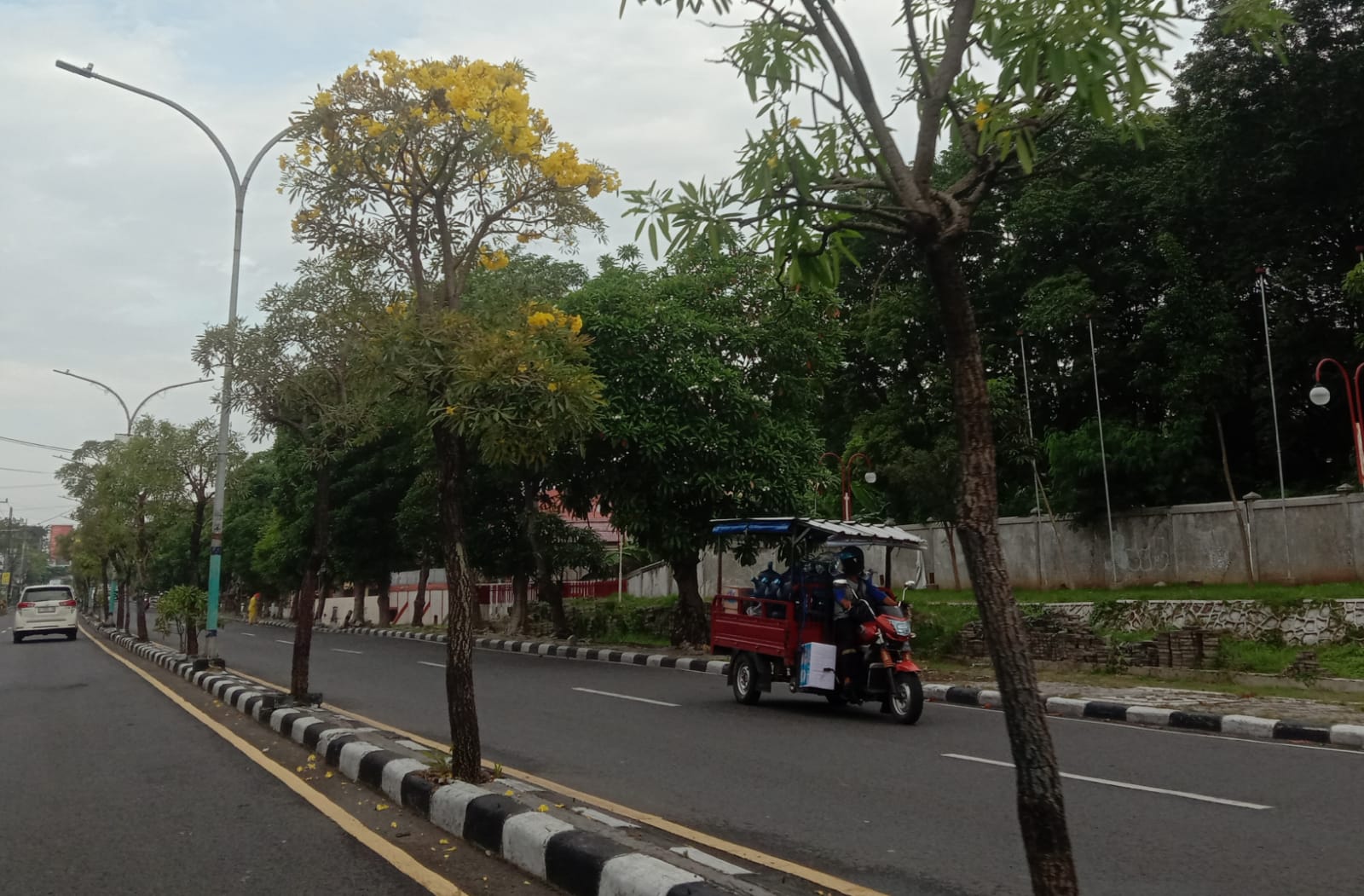 INDAH: Pohon-pohon tabebuya dengan bunga-bunga kuning cerah yang mekar semarak di sepanjang jalan.