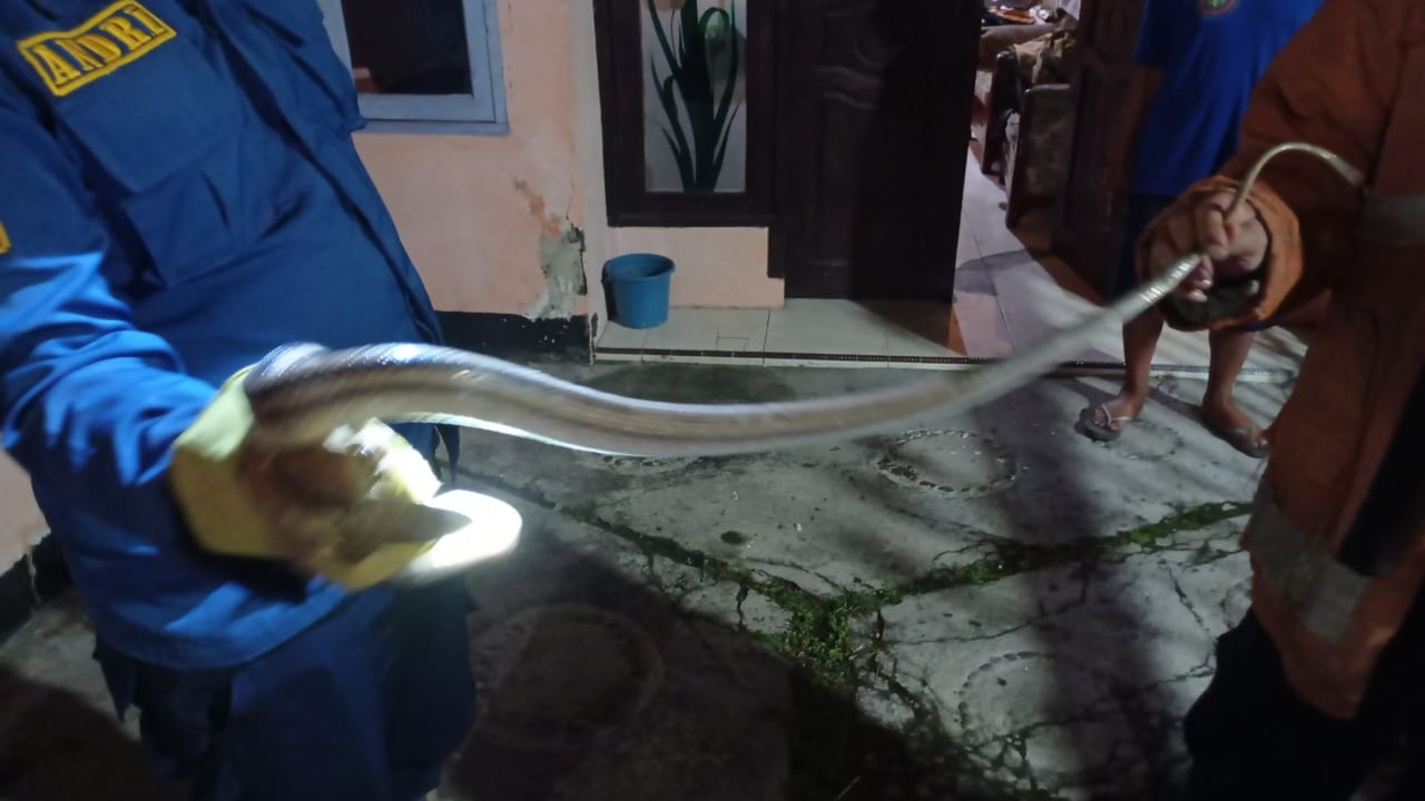 EVAKUASI: Petugas Damkarla Gresik melakukan evakuasi ular coros di Dusun Lemah Putih, Desa Pasinan Lemahputih, Kecamatan Wringinanom, Gresik, Rabu (28/5).