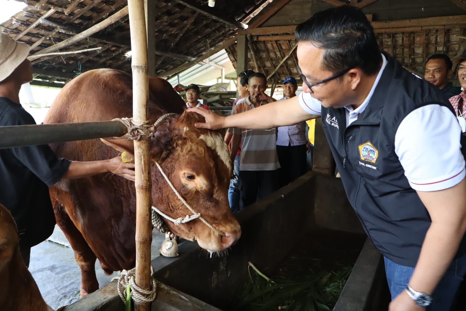 GINO: Plt Bupati Gresik, dr. Asluchul Alif bersama sapi bernama Gino milik Presiden RI Prabowo Subianto.