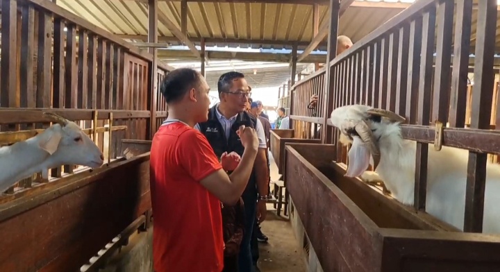 POTENSI BESAR: Plt. Bupati Gresik, dr. Asluchul Alif meninjau langsung aktivitas peternakan kambing di desa Kepuhklagen dan memberikan apresiasi tinggi atas inisiatif warga.