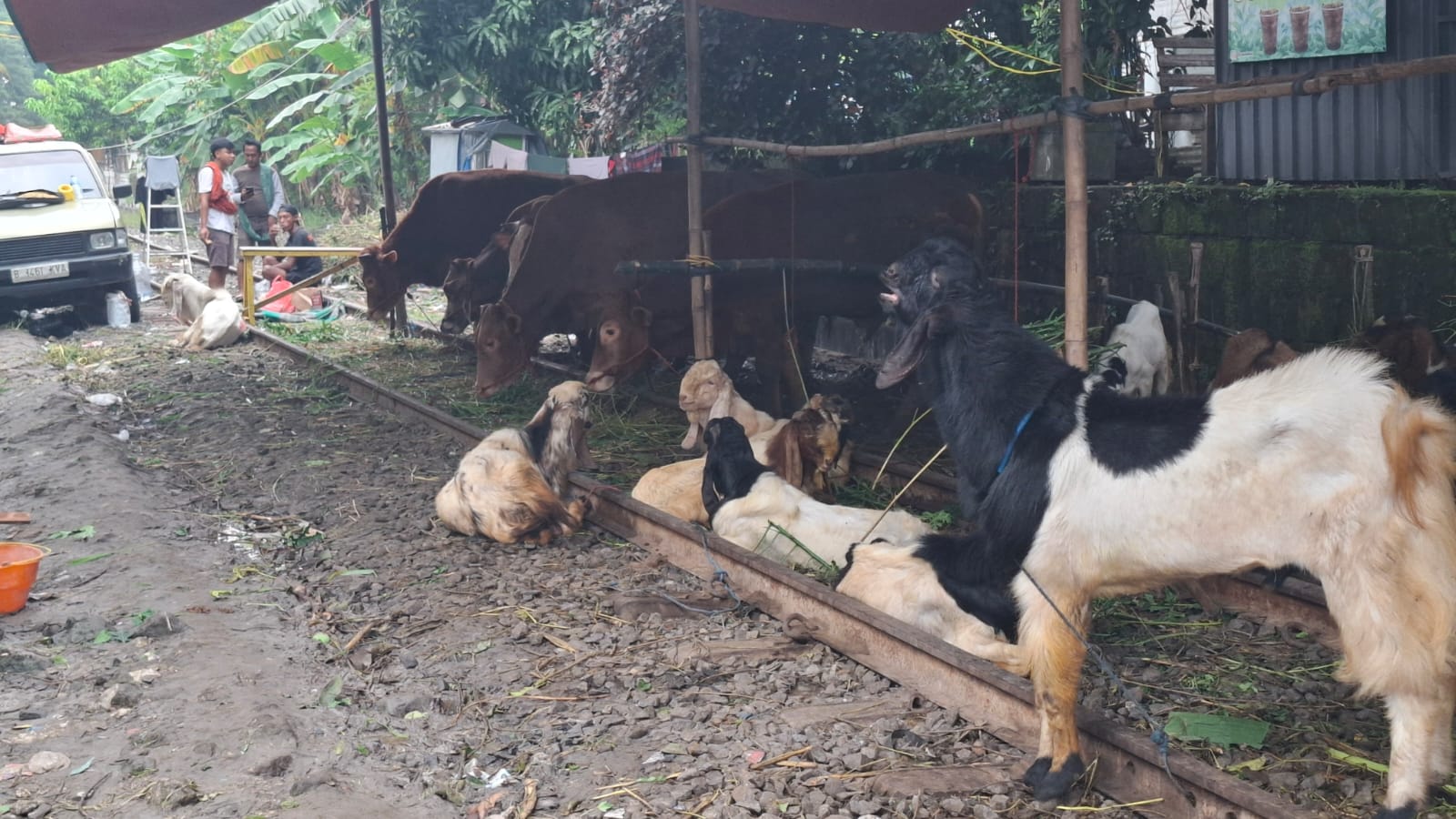 LAPAK HEWAN: Lapak hewan kurban penjualan mulai bermunculan di banyak titik, terutama di pinggir jalan dengan fasilitas non-permanen seperti tenda terpal.