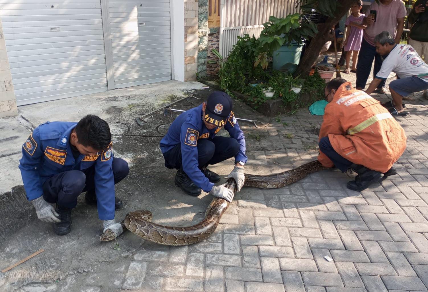 Seekor ular piton sepanjang lebih dari 2 meter ditemukan melingkar di taman depan rumah seorang warga, Minggu (8/6/2025).