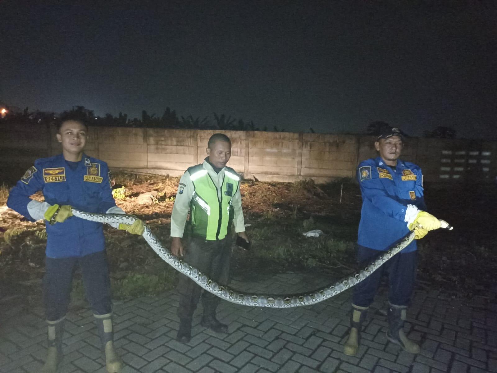 MELINGKAR: seekor ular piton besar ditemukan melingkar di taman depan rumah salah satu warga, Senin (9/6).