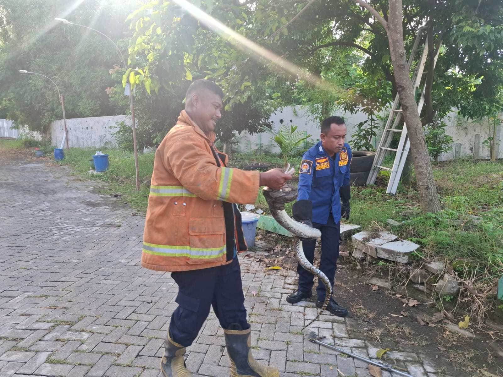 Damkarla langsung melakukan pencarian dan evakuasi terhadap ular piton di perumahan Green Hill Kebomas Gresik.