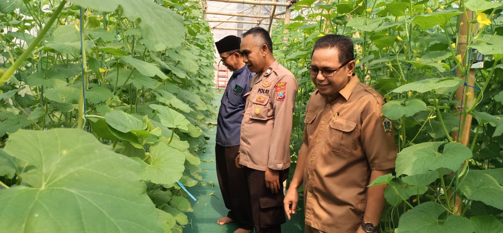 MELIHAT : Pemerintah Desa Suci melihat budidaya melon yang ditanam di lahan sempit dan terbatas.
