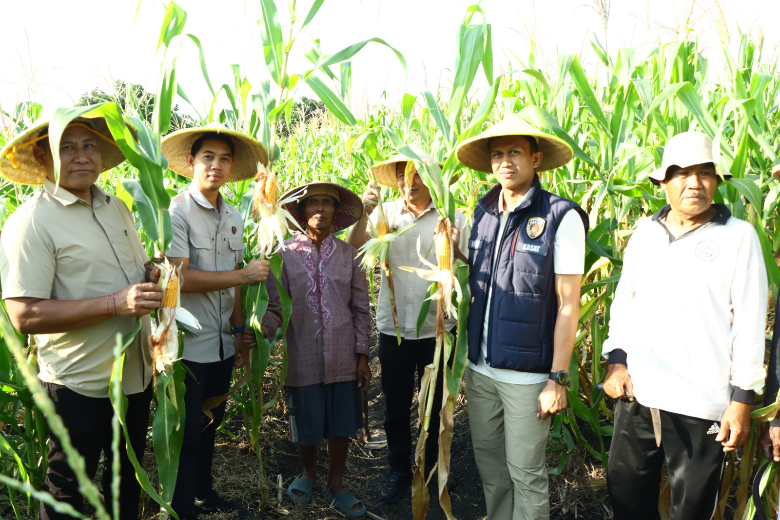 PANEN JAGUNG : Jajaran PJU Polres Gresik melakuakan panen jagung dan penanaman bibit jagung untuk dukung ketahanan pangan di wilayah Kabupaten Gresik.