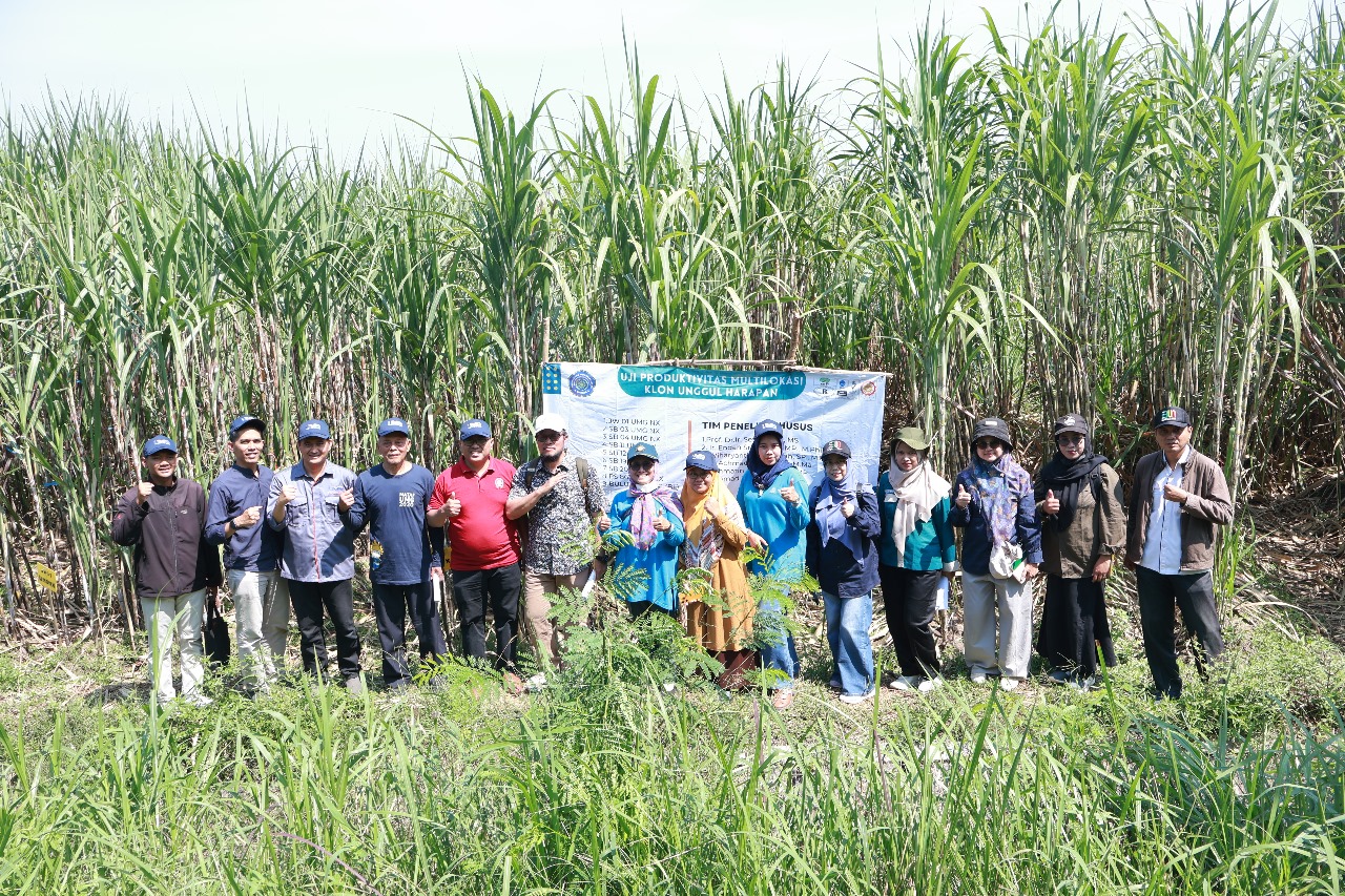 BUKAN SEKEDAR UJI COBA BIASA : Kementerian Pertanian RI langsung memantau calon varietas tebu unggulan hasil inovasi Fakultas Pertanian UM Gresik di Jombang.
