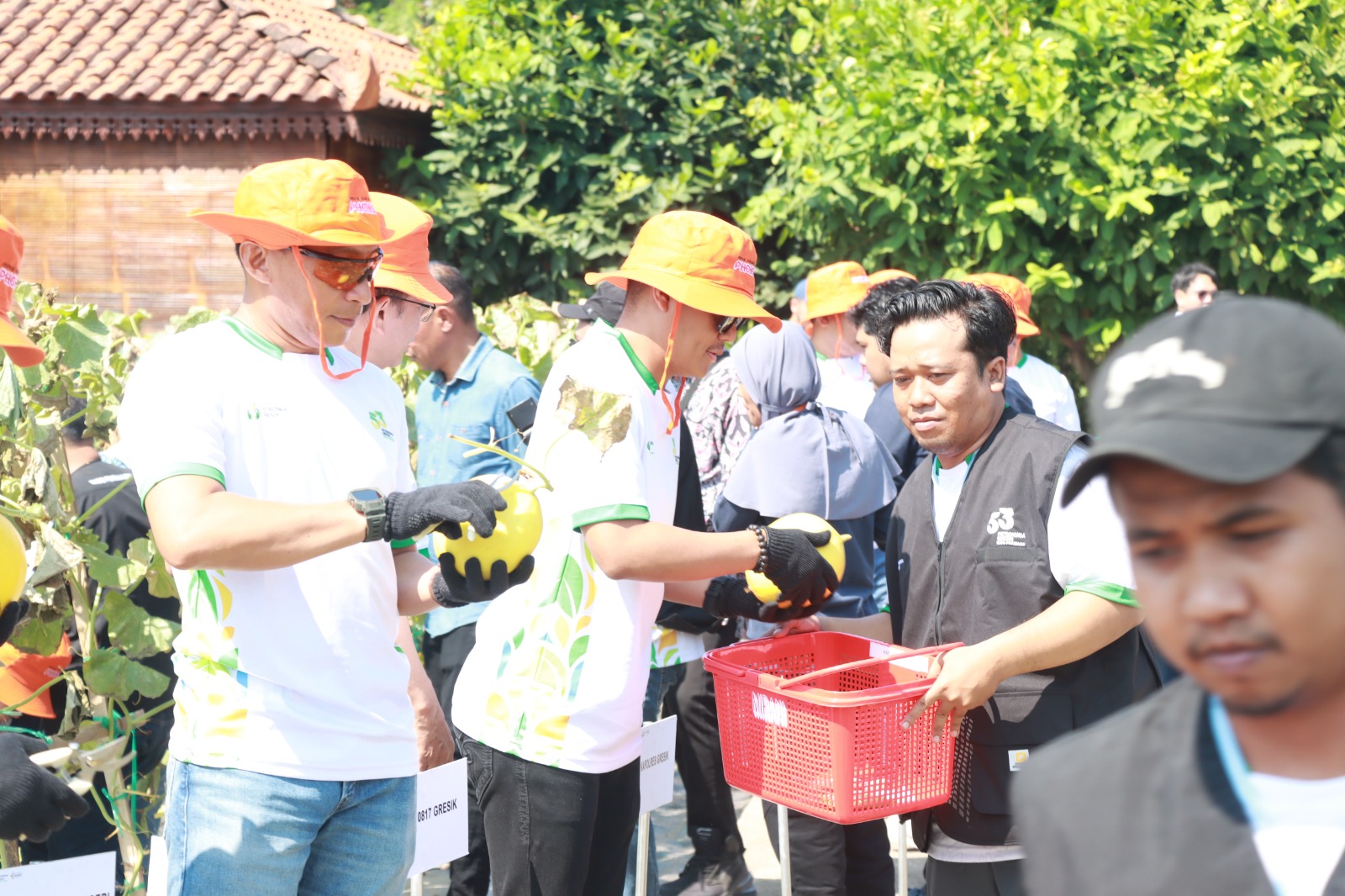 PANEN MELON : Kapolres Gresik AKBP Rovan Richard Mahenu, Direktur Utama PT Petrokimia Gresik Daconi Khotob dan jajaran Forkopimda Gresik saat panen melon di Petro Agrifood Expo 2025.