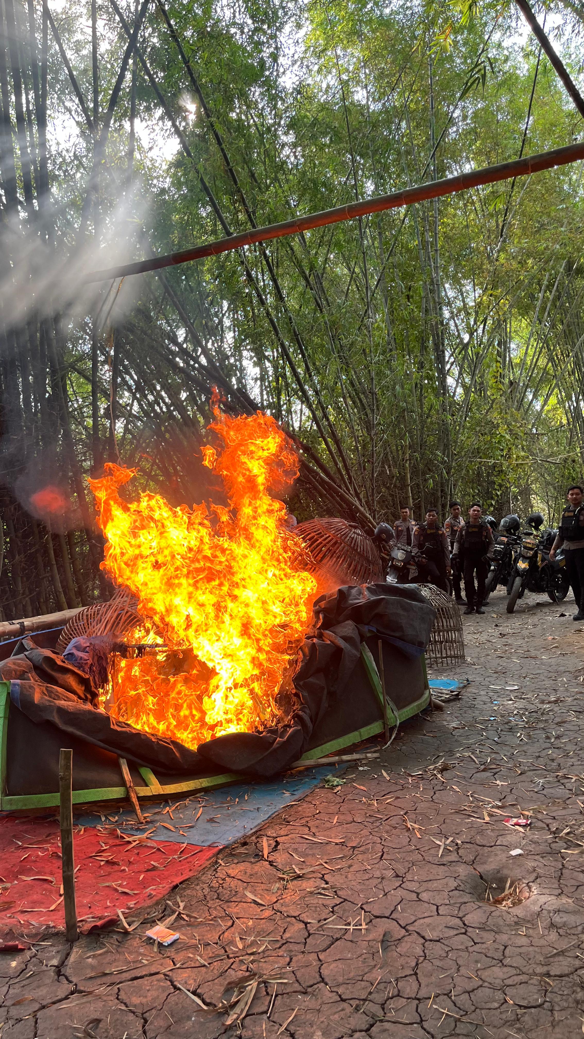 DIBAKAR : Raimas Satsamapta Polres Gresik Kalamunyeng saat melakukan pembakaran arena judi sabung ayam yang berada di Desa Sumurber, Kecamatan Panceng, Gresik.