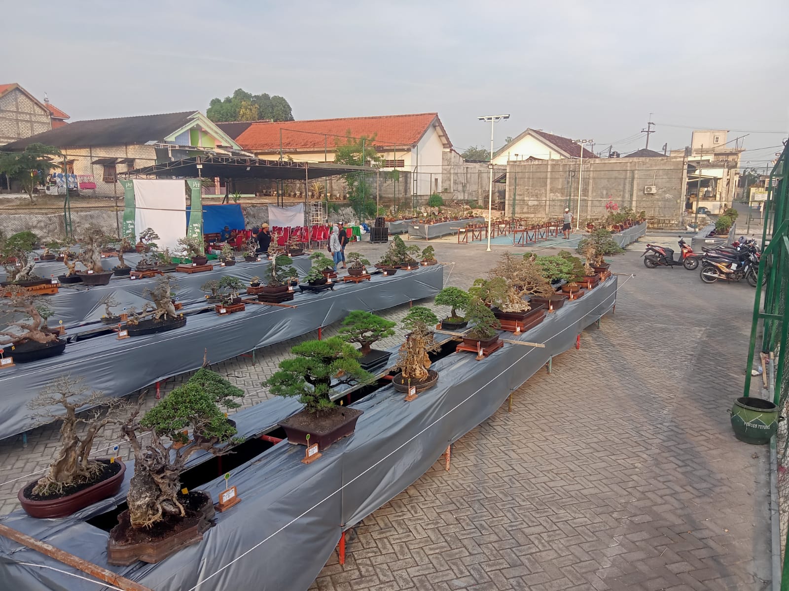TERTATA : Ratusan bonsai tertata rapi di lapangan voli Desa Petung, Kecamatan Panceng Gresik