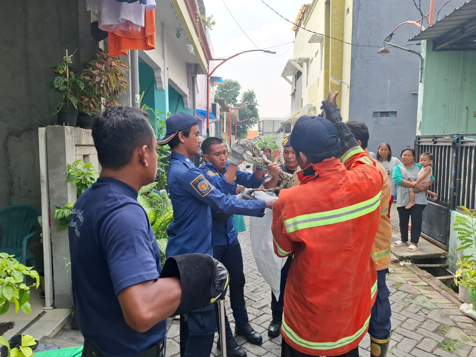 DIEVAKUASI : Petugas Damkar Gresik saat mengevakuasi Ular Piton 3 meter dari Kandang Kucing diJalan Dr. Wahidin SH Gang 28, Desa Randuagung, Kecamatan Kebomas, Gresik.