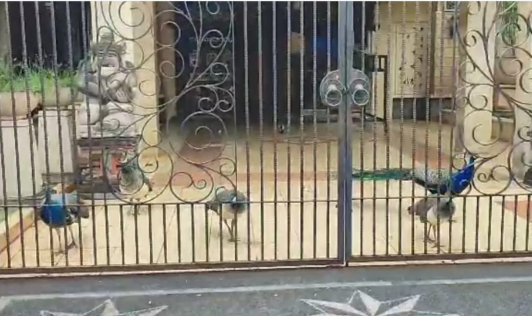 BKSDA mengecek viralnya burung merak di Jalan Baladewa, Jakarta.