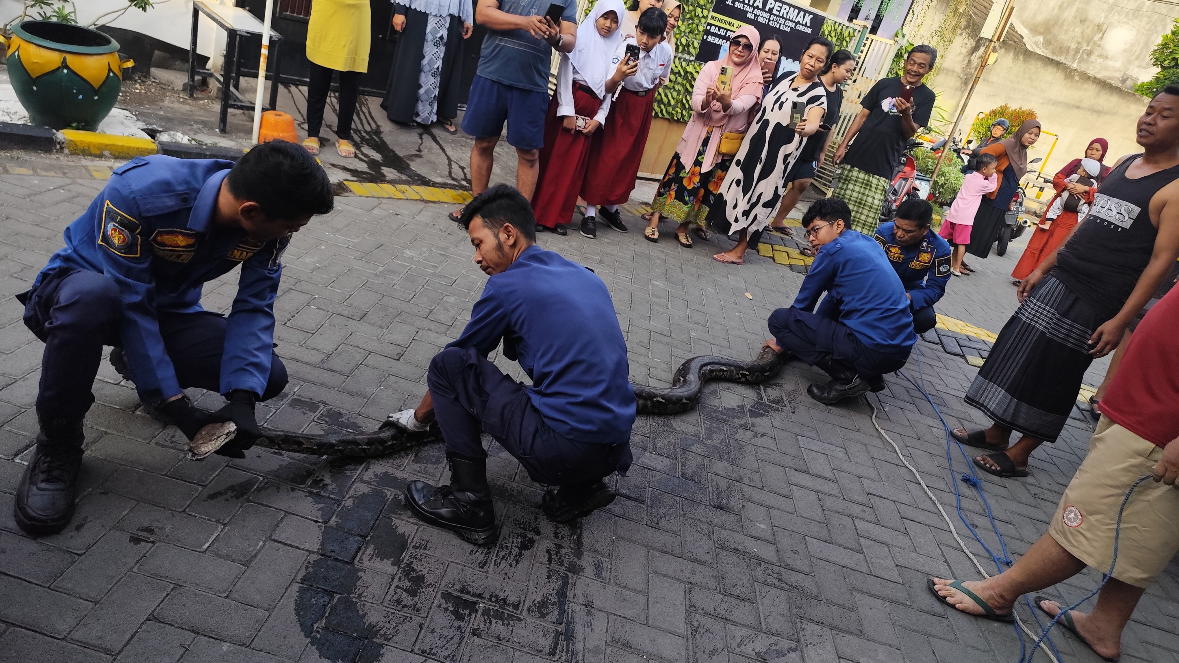 DIEVAKUASI: Petugas Damkarla Gresik saat melakukan evakuasi ular piton sepanjang 4,6 meter dari selokan di Jalan Sultan Agung, Perumahan GWA, Kecamatan Kebomas, Gresik.