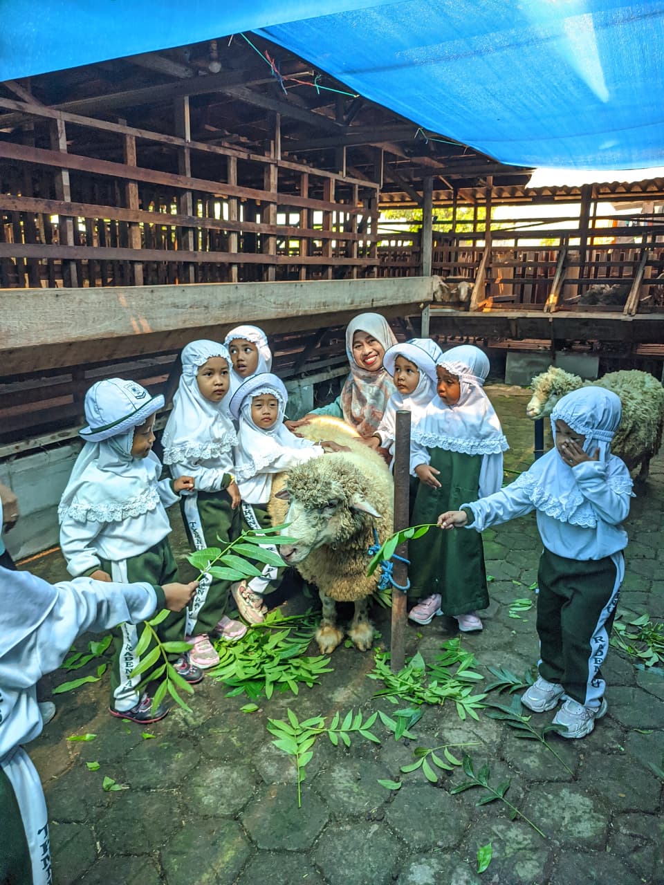 Para siswa anak usia dini nampak bahagia memberi makan kambing di eduwisata giri.