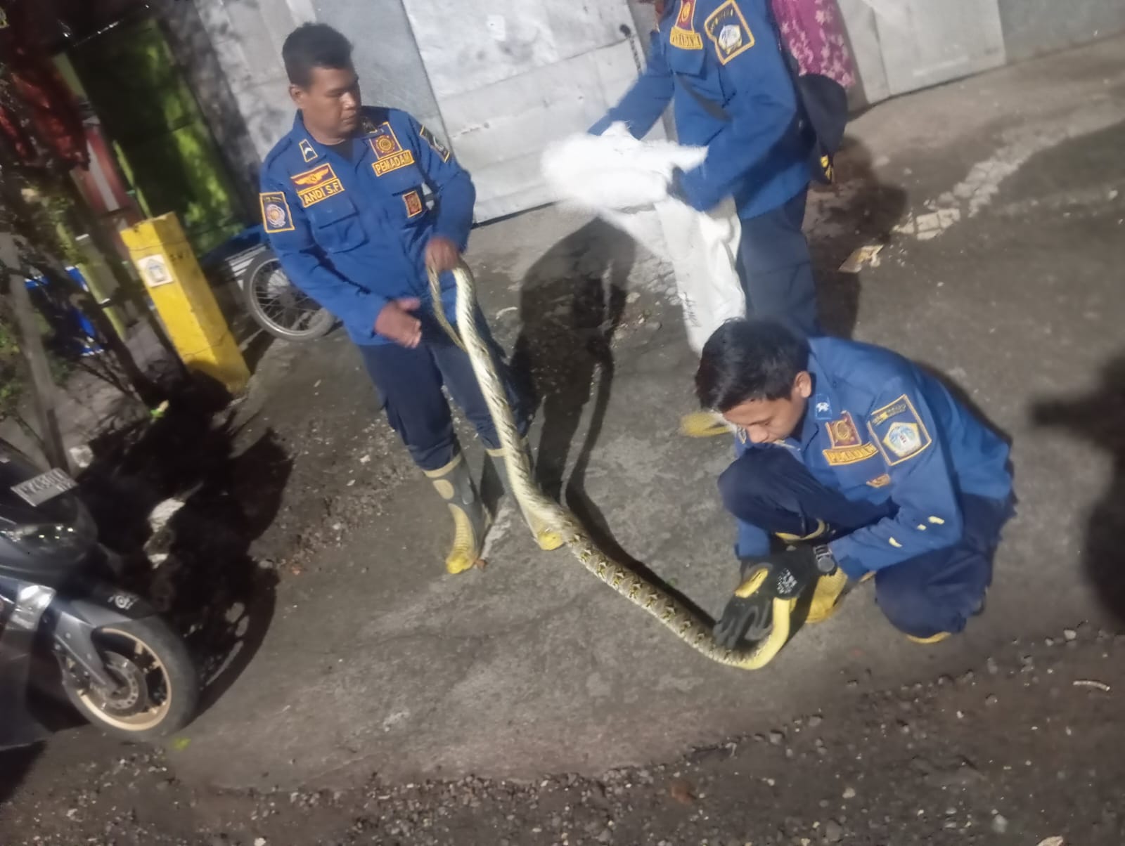 DIEVAKUASI : Petugas Damkar Gresik saat melakukan evakuasi ular piton sepanjang 3 meter di kamar mandi rumah warga di Jalan Mayjend Sungkono.