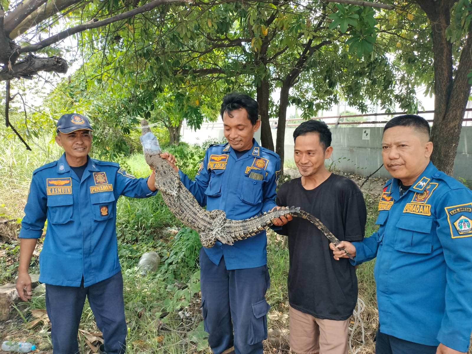 DIEVAKUASI : Petugas Damkar Gresik saat melakukan evakuasi buaya sepanjang sekitar satu meter di pinggir sungai Bengawan Solo Jalan Raya Daendels no. 2 Gresik bungah, Desa Karangrejo.