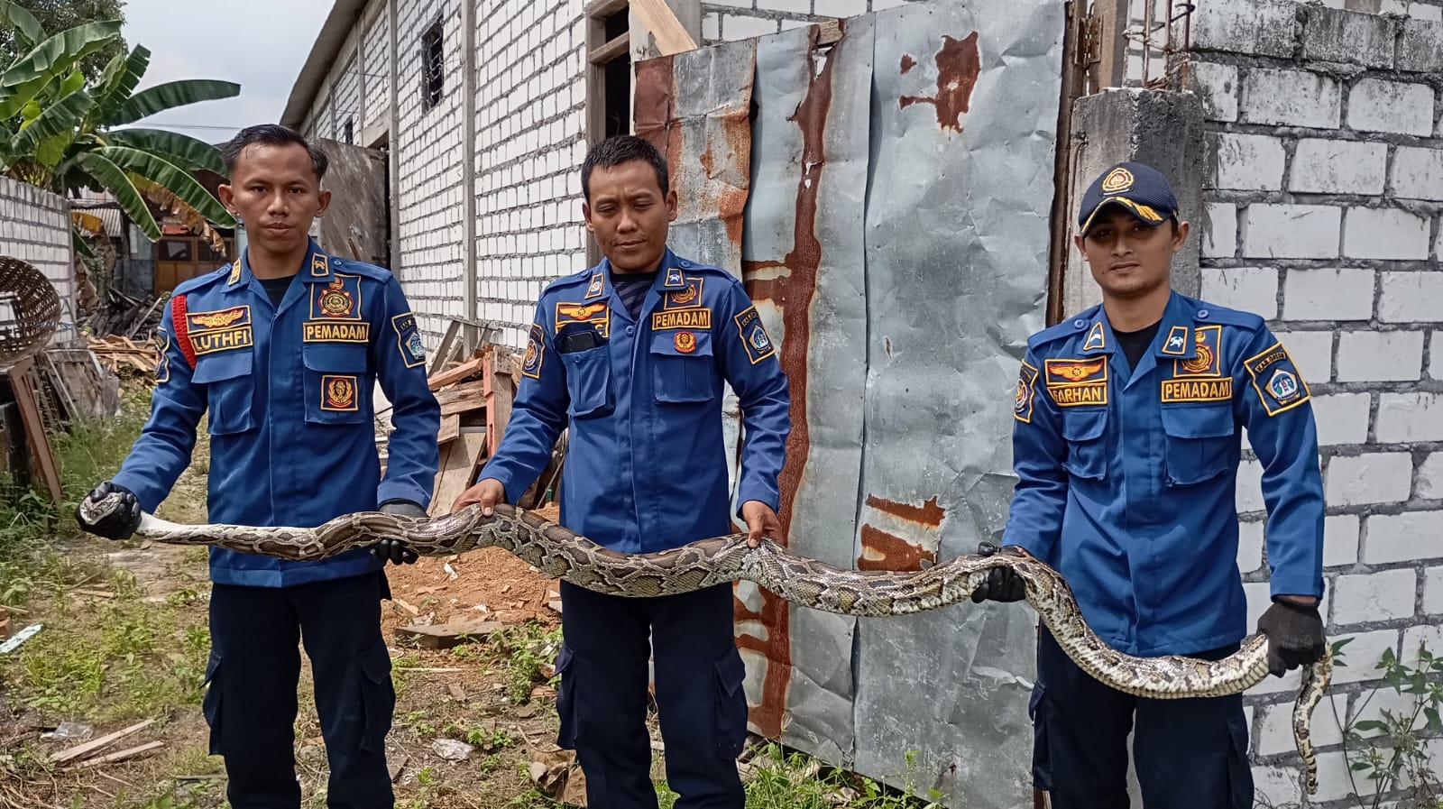 DIEVAKUASI : Petugas Damkar Gresik saat evakuasi Ular Piton berukuran besar sedang mengerami telurnya di Kebun Warga Mojopuro Gede.