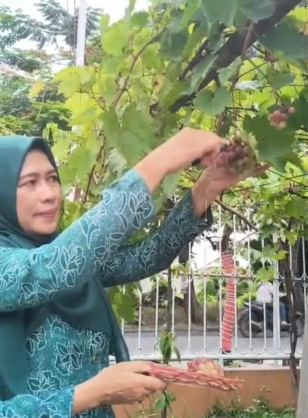 MEMETIK : Ketua tim penggerak PKK Kecamatan Driyorejo, Gresik, Zur&rsquo;ah Amri saat memetik buah di kantor kellcamatan.