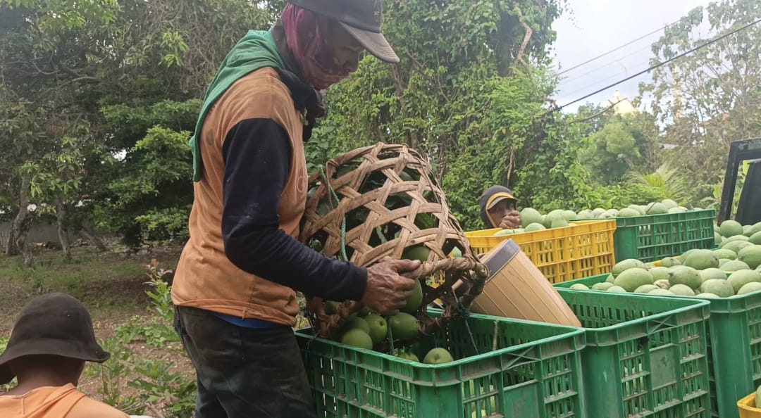 PANEN : Petani mangga di Gresik saat musim panen.