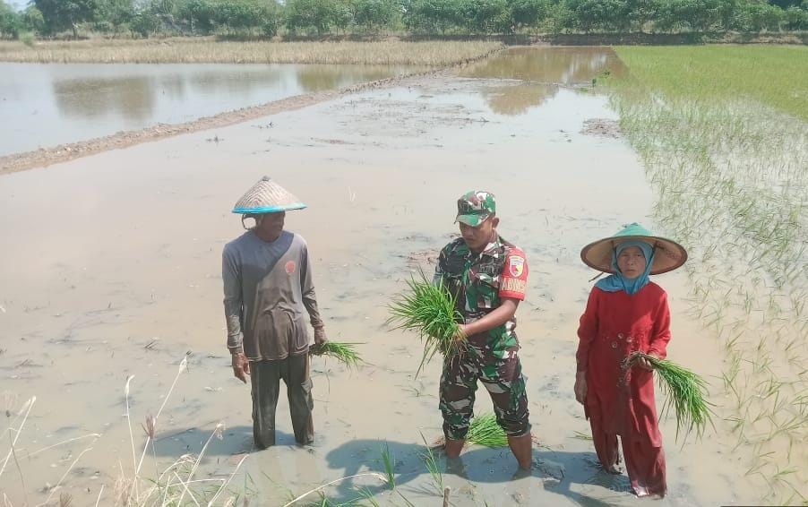 MENDUKUNG: Turun langsung ke sawah, Babinsa Bungah mendukung program Sergab di wilayah.