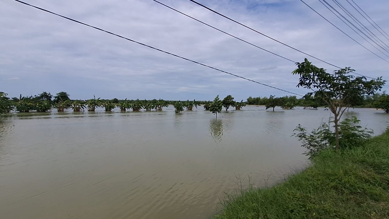 SUASANA : Ratusan hektar tanaman padi gagal panen di wilayah Gresik Selatan.
