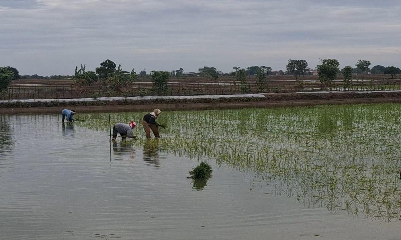 CUACA BURUK : Petani di Desa Gredek, Kecamatan Duduksampeyan, Gresik gagal tanam dan merugi akibat cuaca buruk.