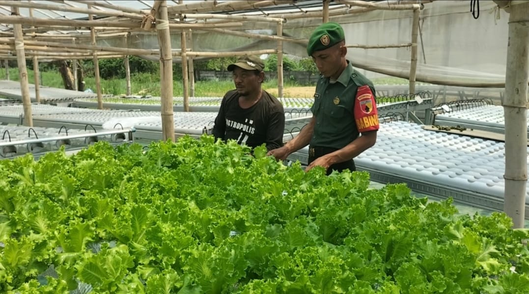 MELIHAT : Babinsa Koramil Kebomas langsung melihat kebun hidroponik di wilayahnya.