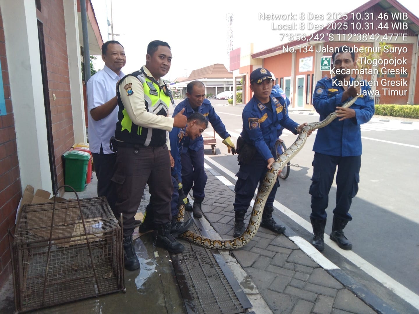 DIEVAKUASI : Petugas Damkar Gresik saat melakukan evakuasi ular piton sepanjang 3 meter di area PT Petro OXO Nusantara di Jalan Raya Gubernur Suryo No. 134, Kelurahan Lumpur, Gresik.