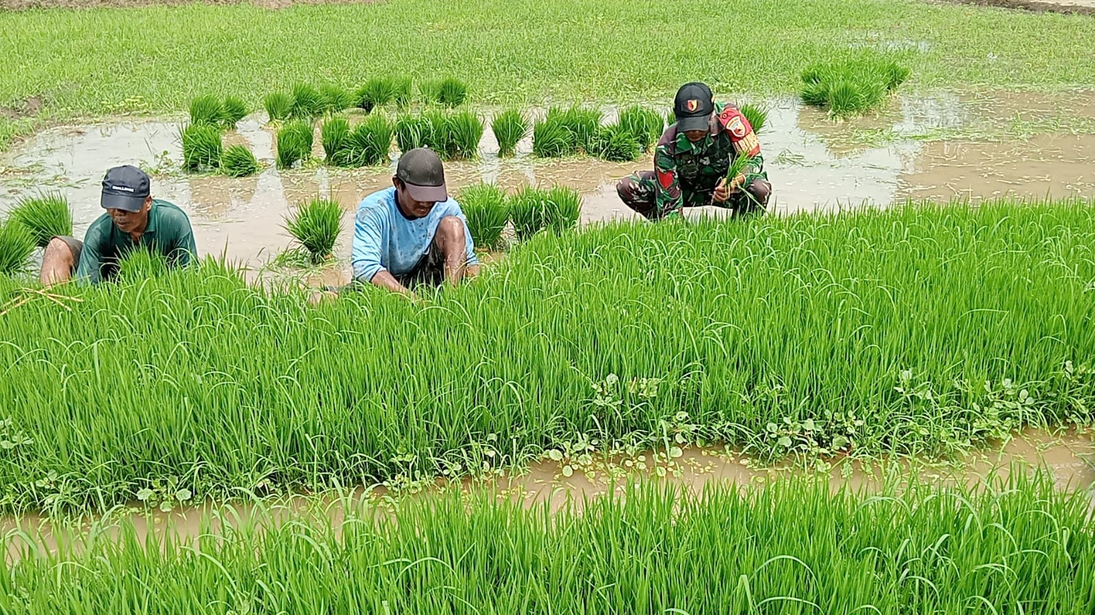 TANAM : Babinsa Wringinanom dan Poktan melaksanakan tanam padi di persawahan seluas dua hektar.