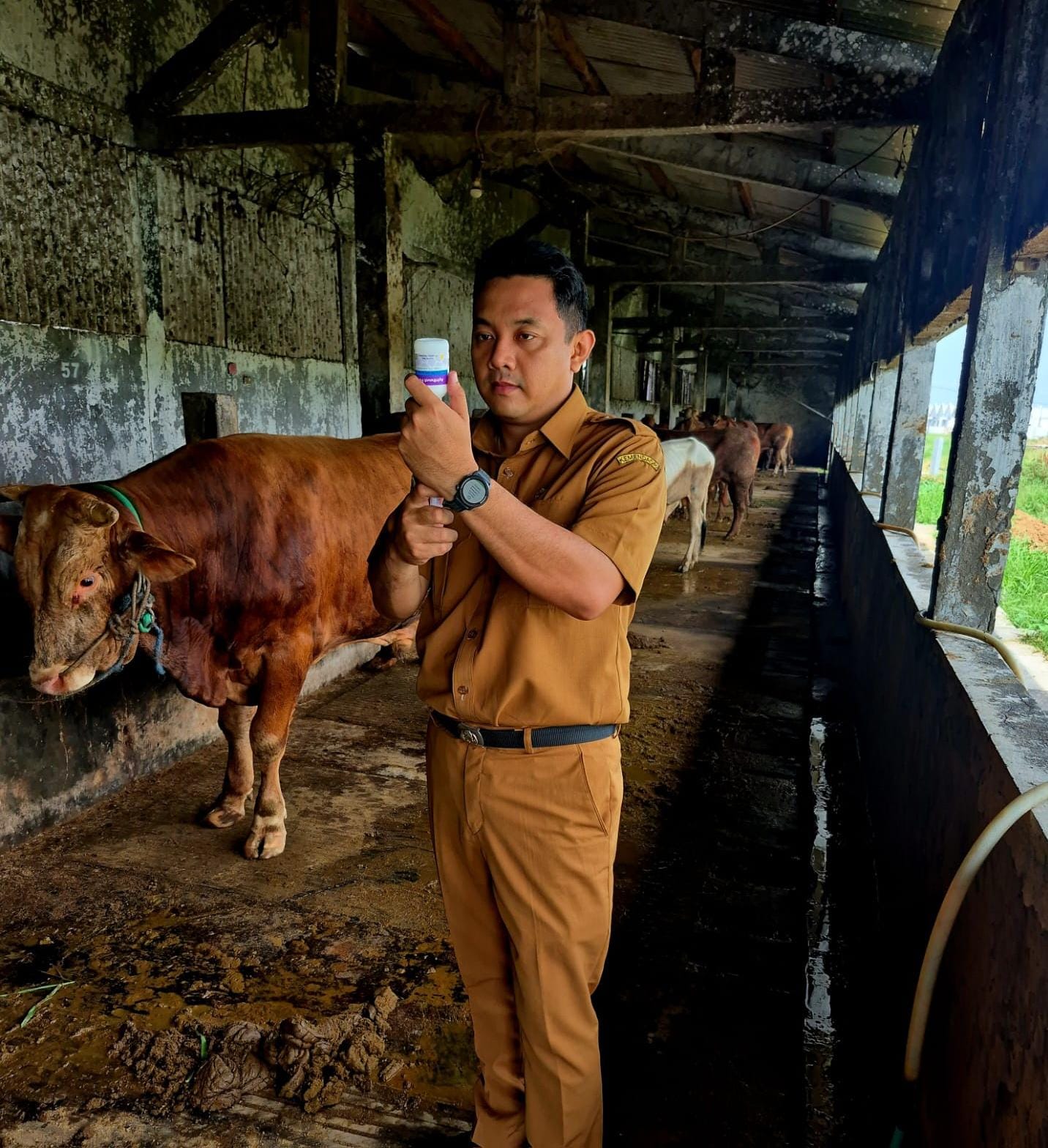VAKSINASI: Kabid Peternakan Dispertan Gresik, Viki Mustofa, saat melakukan peninjauan dan vaksinasi pada hewan ternak guna memastikan kondisi kesehatan hewan menjelang perayaan Natal dan Tahun Baru.