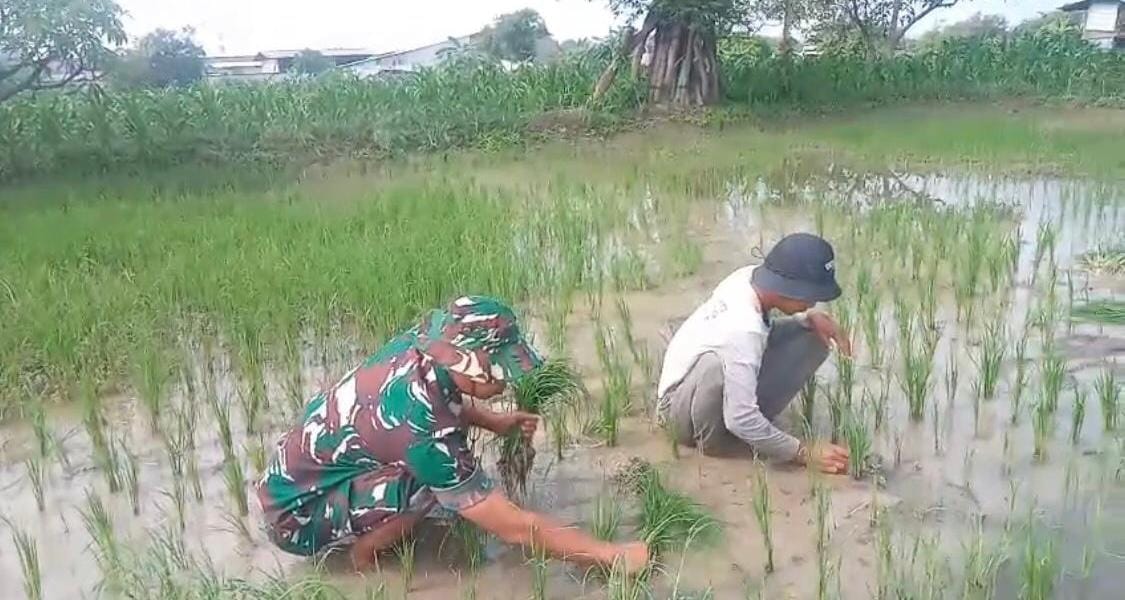 AKTIF: Serda Eko Andriyanto, anggota Babinsa Koramil Manyar, saat membantu proses penanaman padi di Desa Pongangan.
