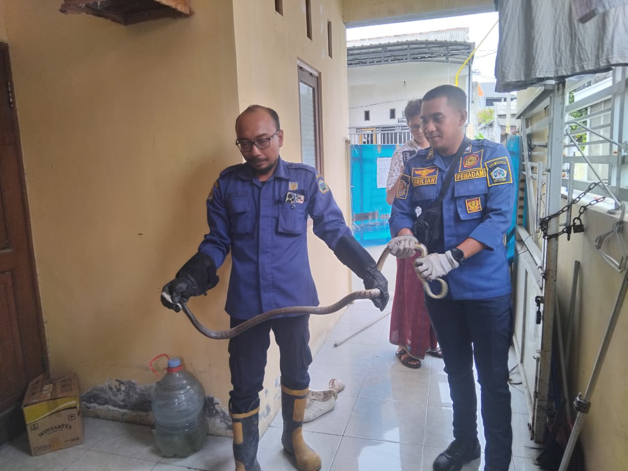 DIEVAKUASI : Personel Damkarla Gresik menunjukkan ular jenis Coros sepanjang 1,5 meter yang berhasil diamankan dari rumah kos di Desa Peganden.