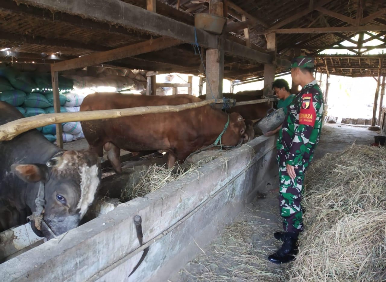 PANTAU : Babinsa Balongpanggang, Serka Purwanto saat meninjau langsung kondisi ternak di lokasi penggemukan sapi Desa Kedungpring