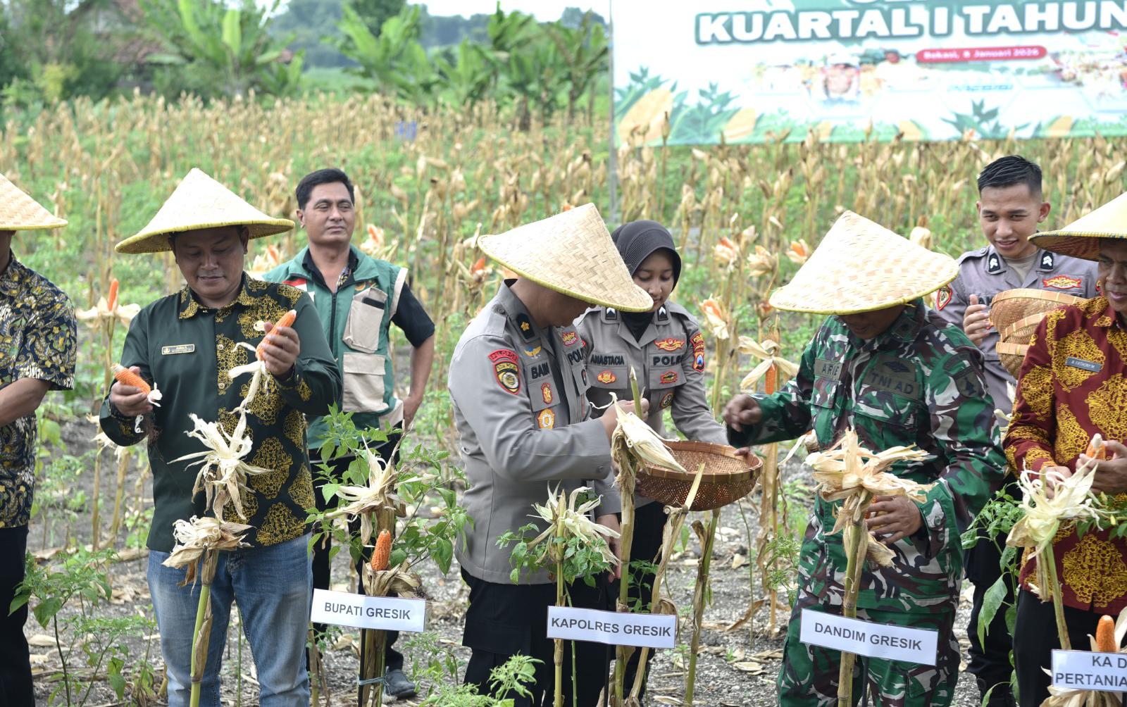 PANEN JAGUNG : Jajaran Anggota Polres Gresik bersama Dinas Pertanian dan Bulog saat memanen jagung di lahan pertanian Dusun Sambikerep, Desa Sumbergede.