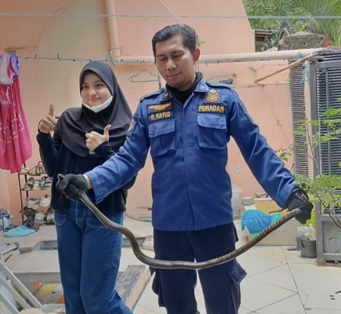 EVAKUASI ULAR : Petugas Damkarla Gresik saat melakukan evakuasi ular piton yang bersembunyi di teras rumah warga GKA, Desa Randuagung, Gresik.