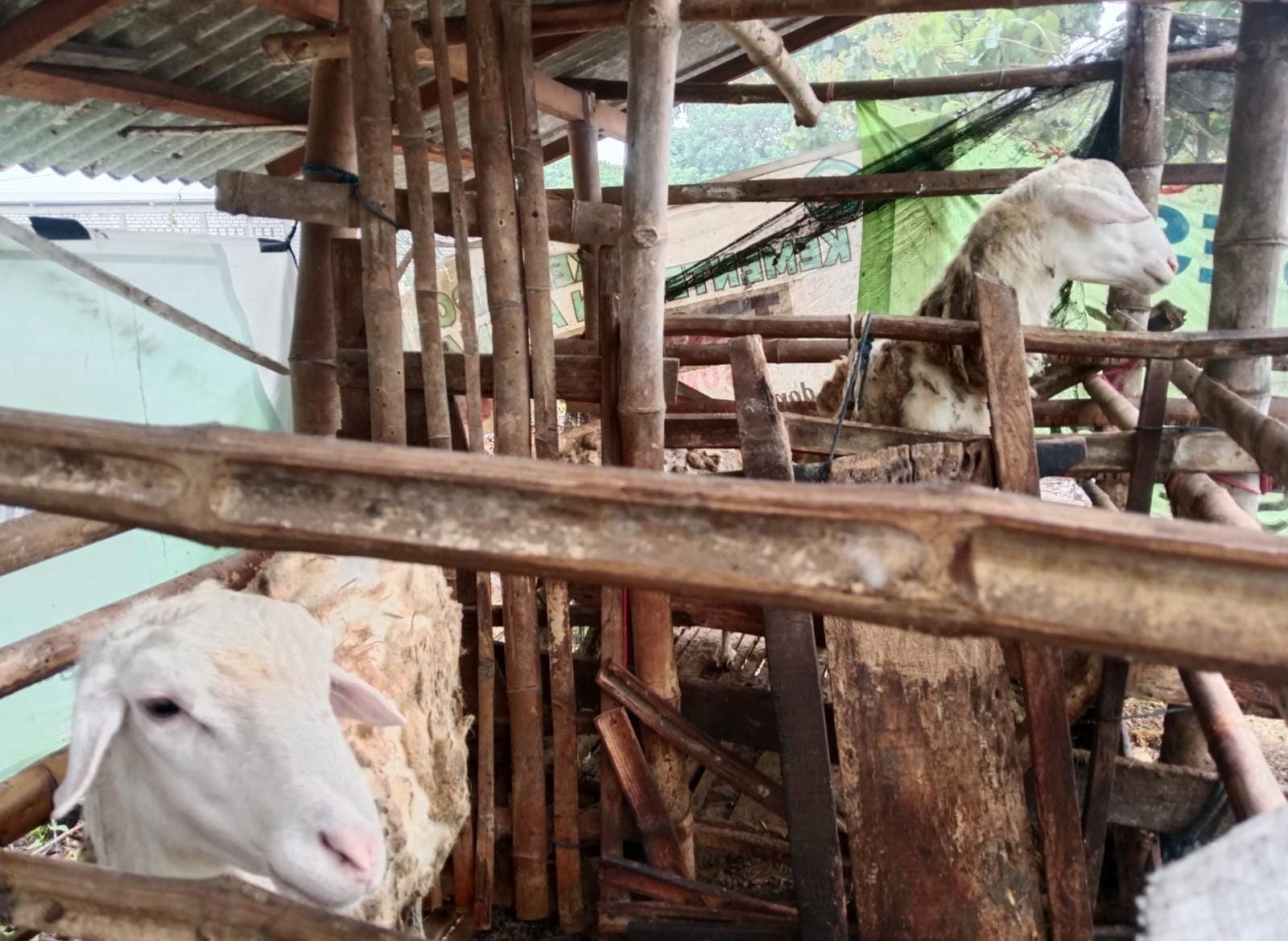 HARGA : Peternak kambing mengalami penurunan harga sejak awal tahun 2026.