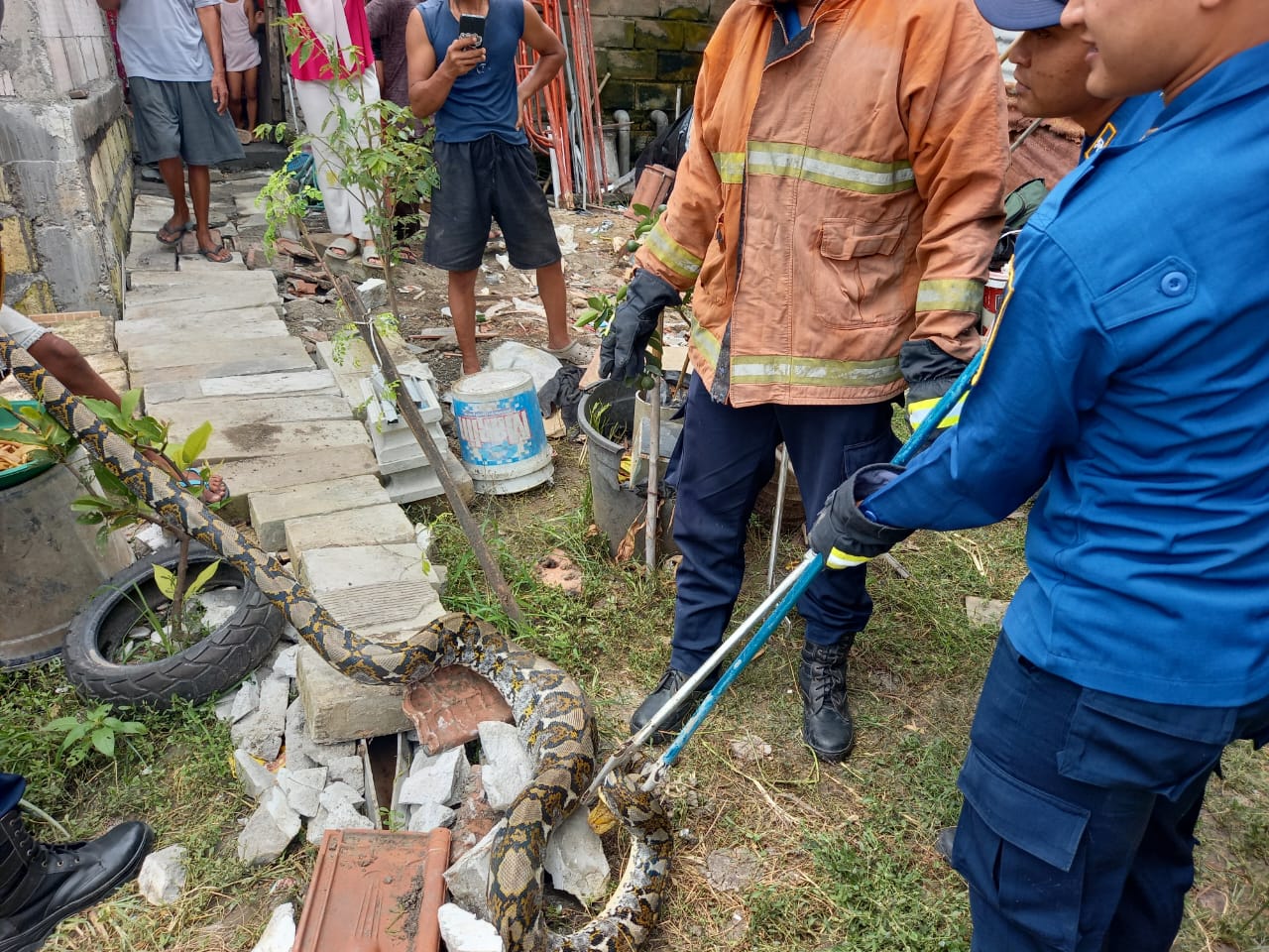 EVAKUASI : Anggota Damkarla Pos Driyorejo saat melakukan evakuasi seekor ular piton yang memangsa hewan ternak bebek milik warga di Jalan Tirtonadi, Desa Bambe, Kecamatan Driyorejo, Gresik.