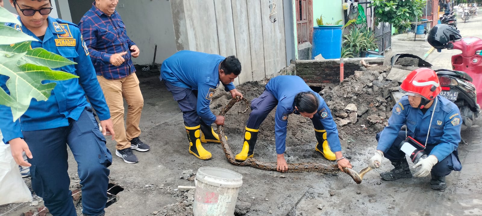 EVAKUASI: Anggota Damkarla Gresik saat melakukan evakuasi ular piton di sebuah saluran pembuangan air (septic tank) di Perumahan Wiharta Karya Agung, Desa Sekarkurung, Kecamatan Kebomas, Gresik.