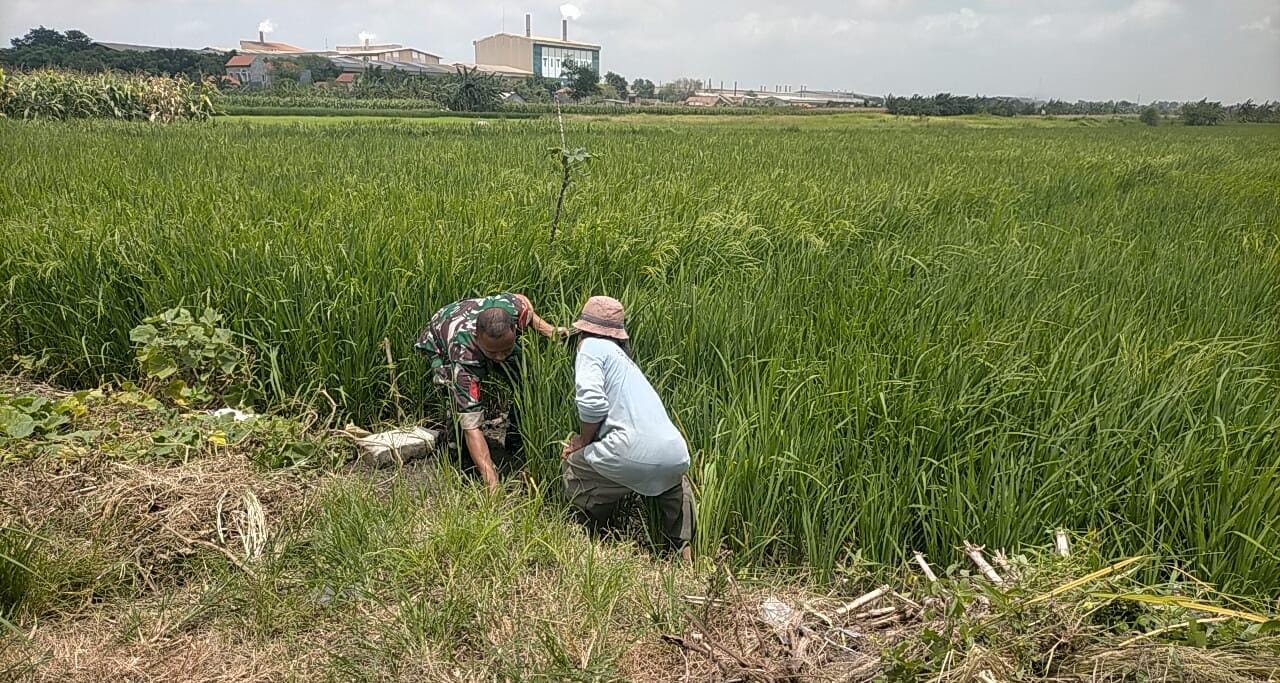 SEMANGAT: Kopka Hariono, Babinsa Desa Kepuhklagen saat mendampingi petani merawat tanaman padi.