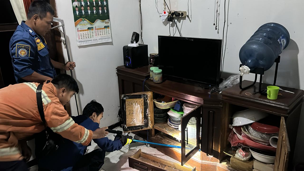 DIEVAKUASI : Petugas Damkarla Gresik saat melakukan evakuasi ular cobra di rumah warga Jalan Raya Sukorejo RT 01 RW 01, Desa Sukorejo, Kecamatan Bungah, Gresik.