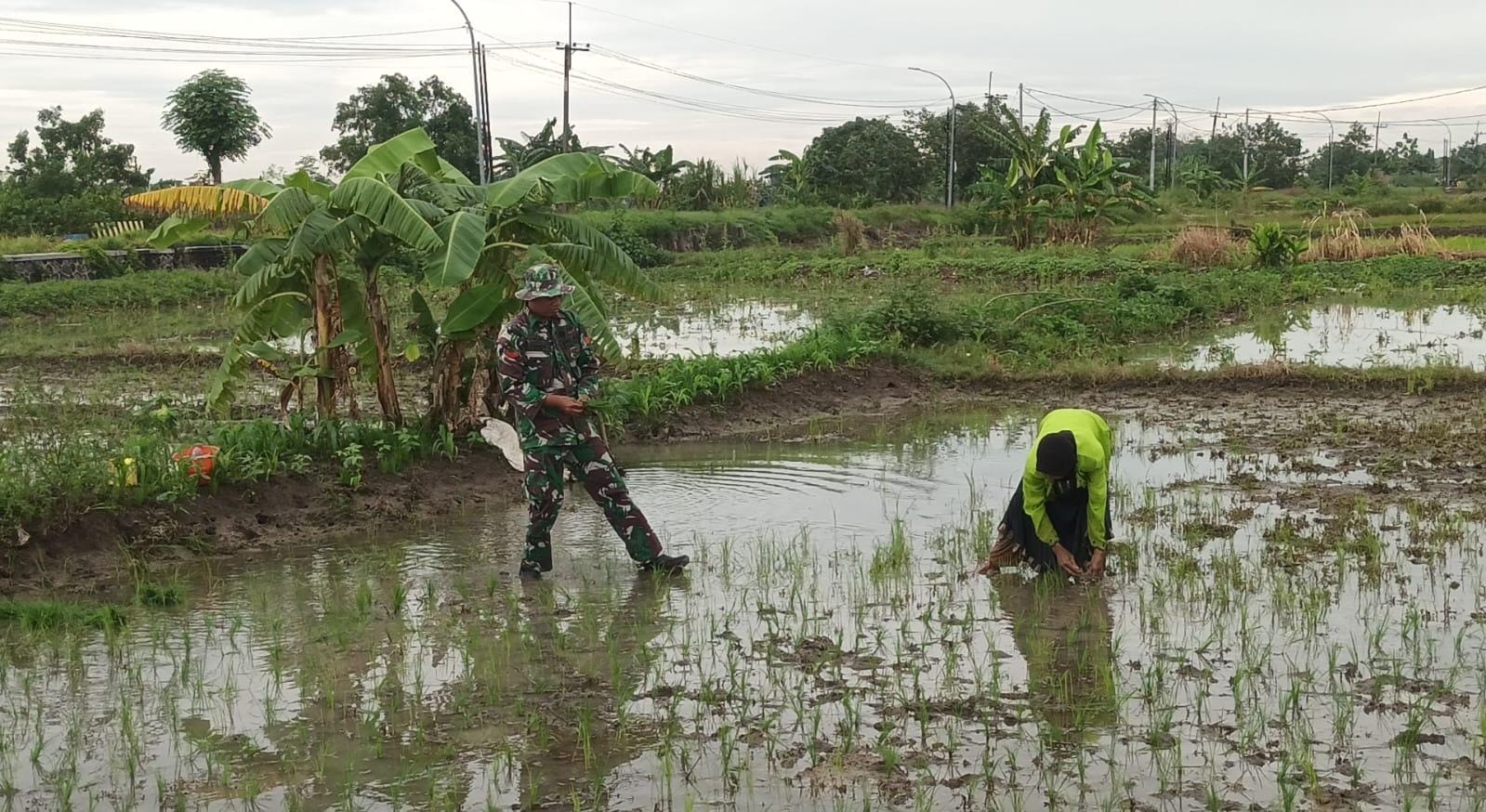 MEMBANTU : Babinsa Kedamean aktif melaksanakan Binter, dampingi petani Desa Glindah tanam padi. 