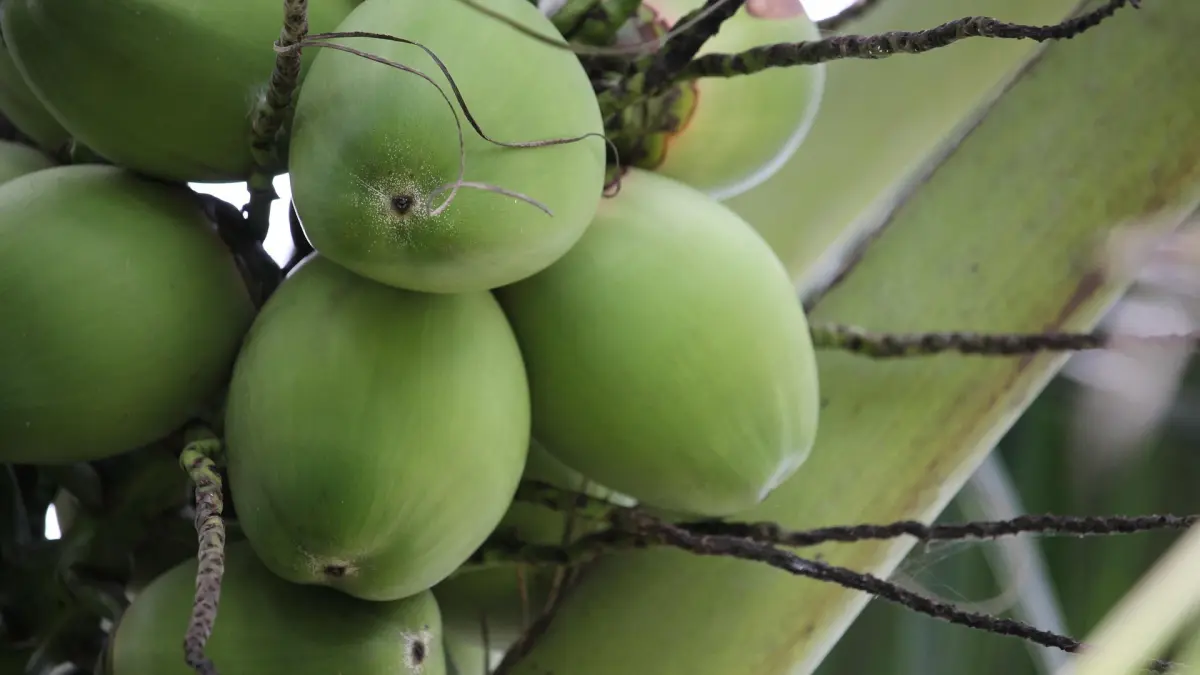 ILUSTRASI: Kelapa utuh yang menjadi menu Makanan Bergizi Gratis (MBG) oleh sembilan SPPG di Gresik 