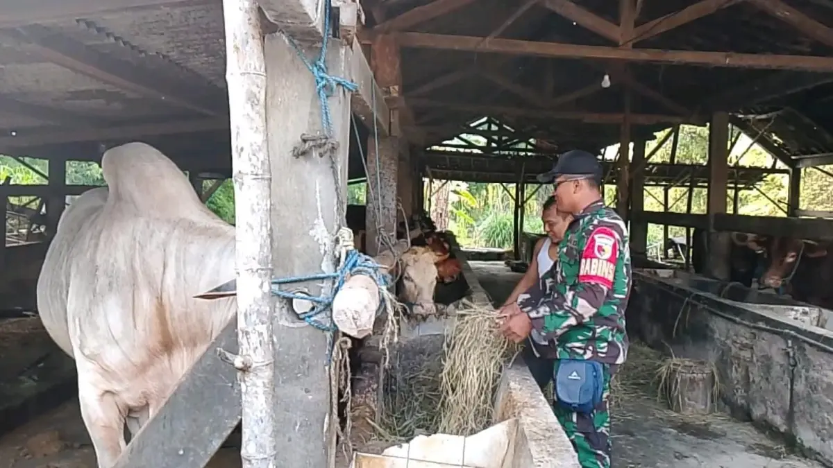 Pantau : Babinsa saat melihat dan memberikan motivasi terhadap para perternak sapi. (Fajar/Radar Gresik) 
